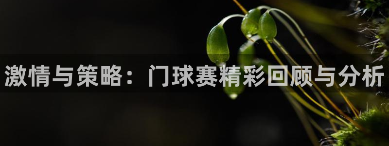 球王会体育官方app：激情与策略：门球赛精彩回顾与分析
